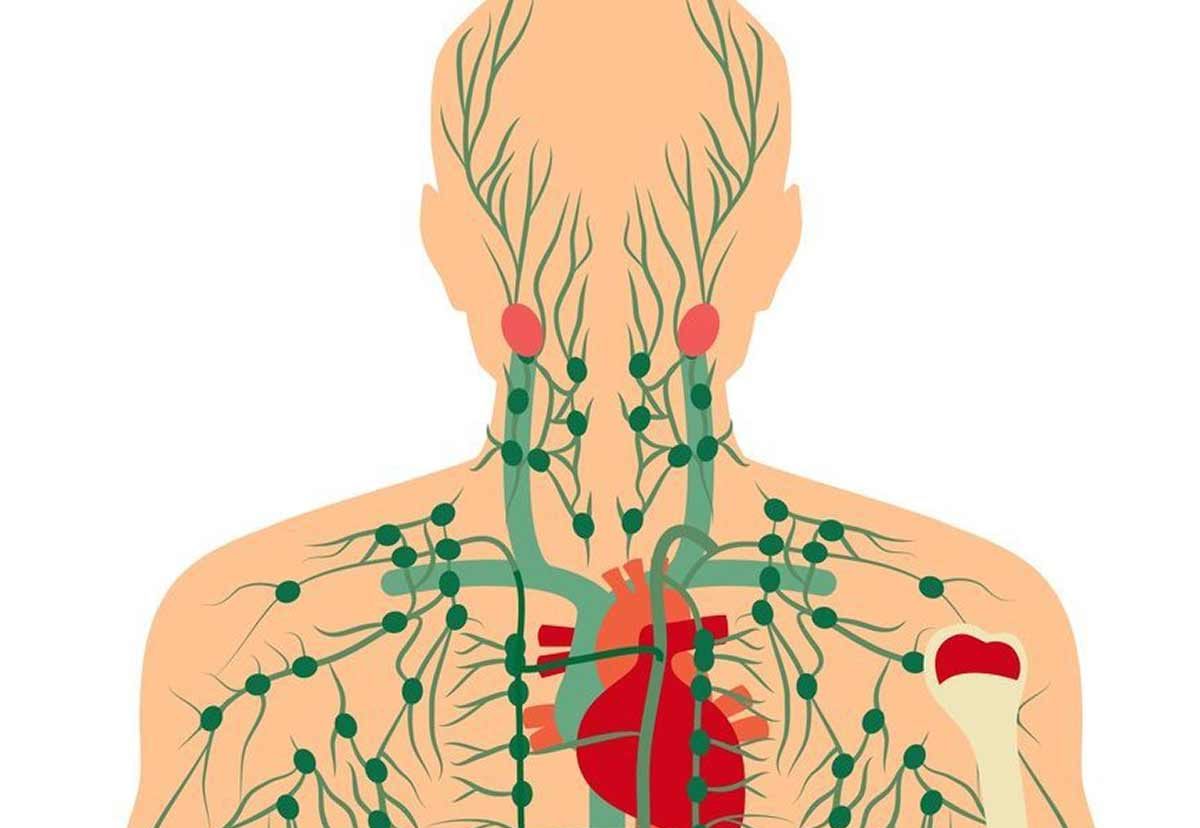 Lymphatic System Drainage Chart